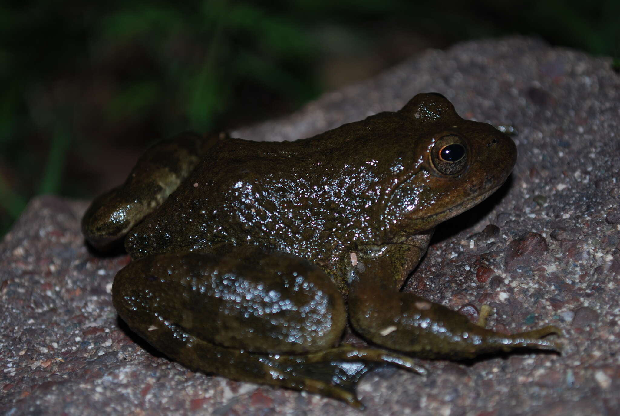 Image of Lithobates psilonota (Webb 2001)