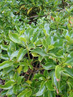 Image of Myoporum semotum Heenan & de Lange