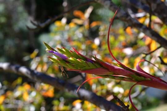 Image de Tillandsia belloensis W. Weber