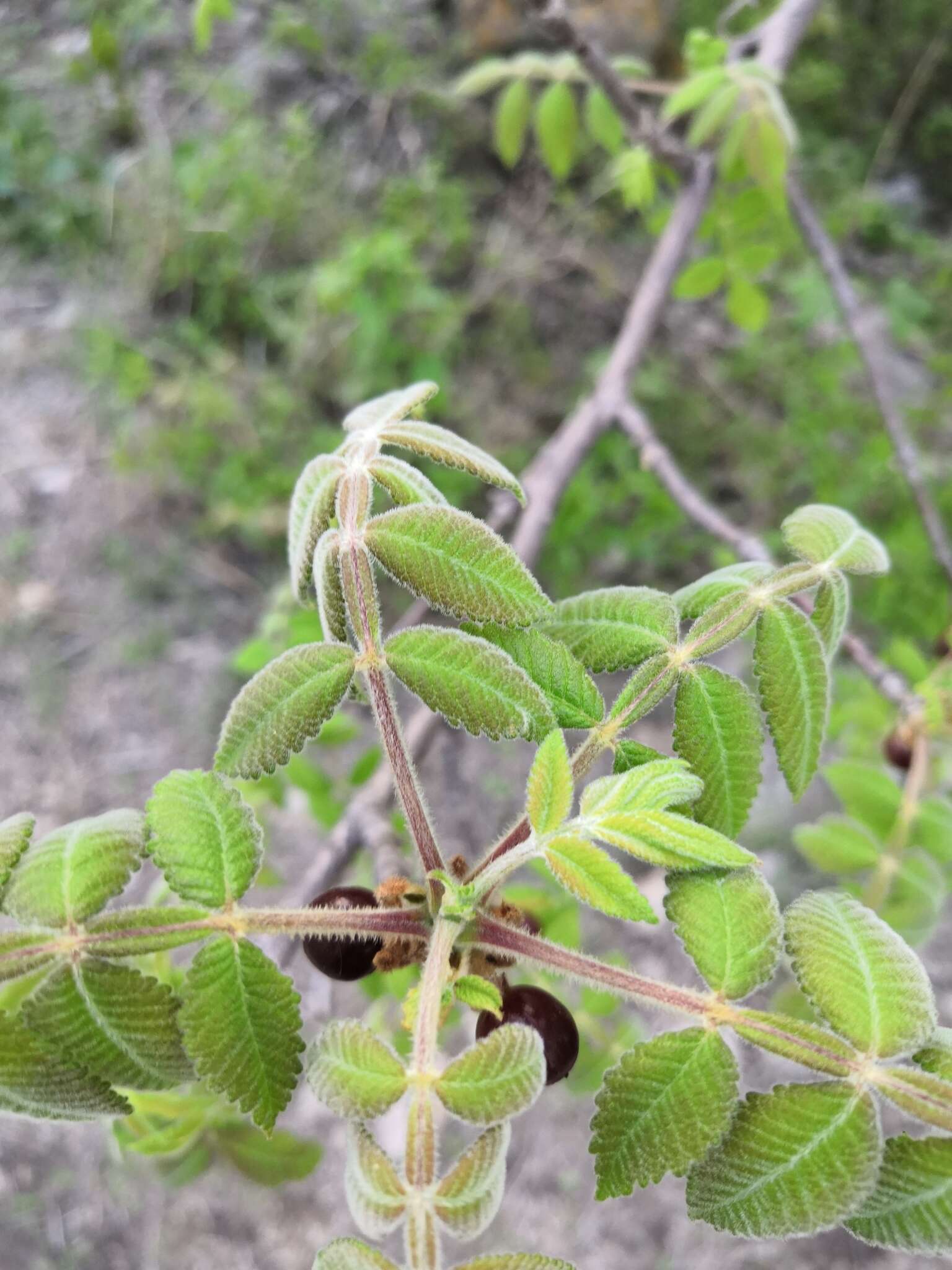 Image of Bursera cuneata (Schltdl.) Engl.