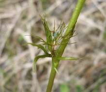 Image of yellow water buttercup