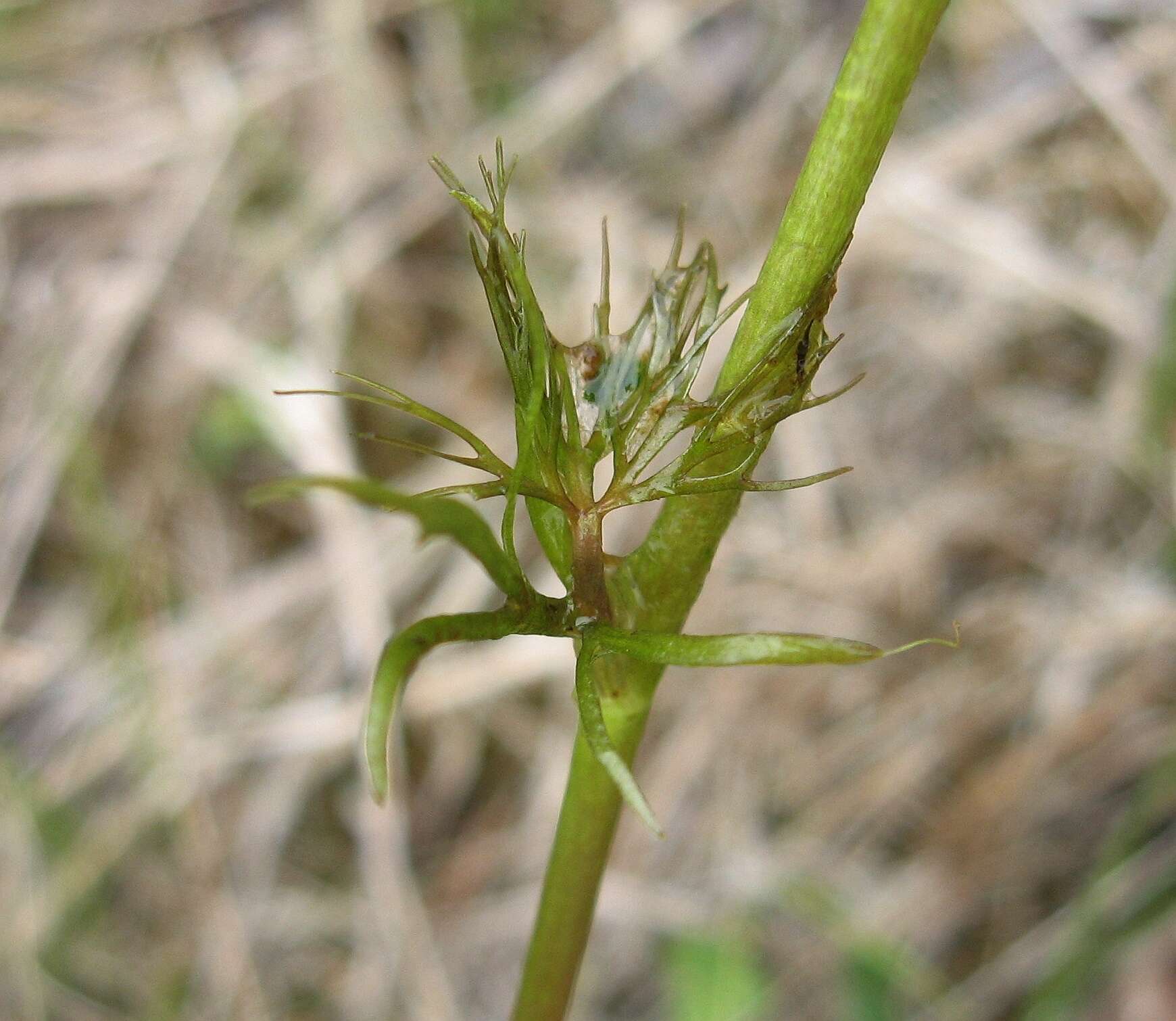 Image of yellow water buttercup