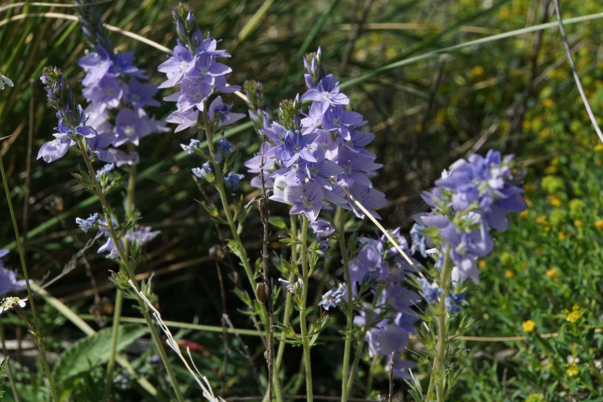 Image of Veronica dalmatica