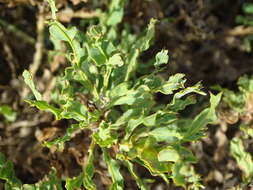 Plancia ëd Genista tridentata L.