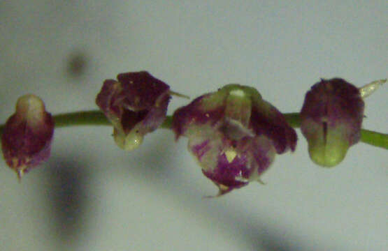 Image of Bulbophyllum intertextum Lindl.