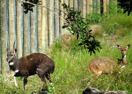 Image of Tragelaphus sylvaticus