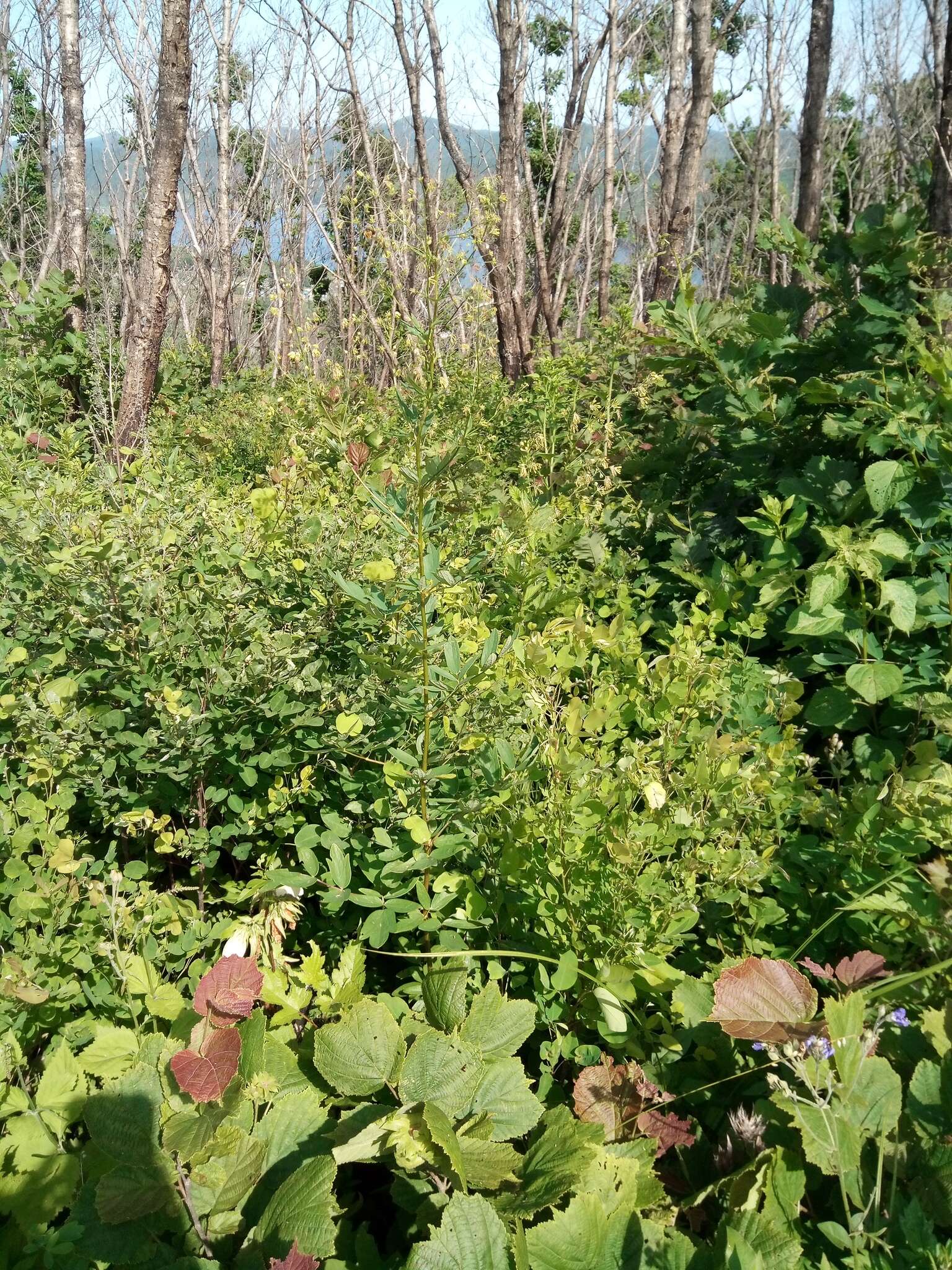 Image of Thalictrum simplex subsp. simplex