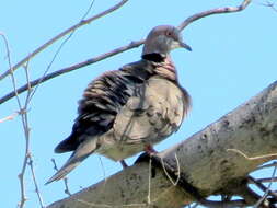 صورة Streptopelia decipiens ambigua (Barboza du Bocage 1881)