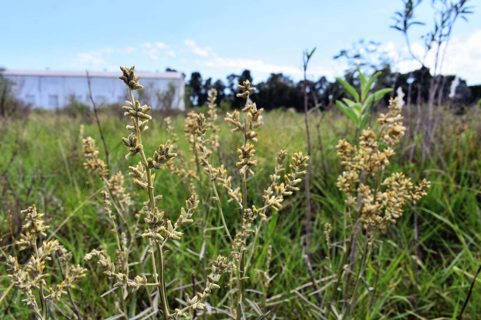 Image de Pterocaulon cordobense Kuntze