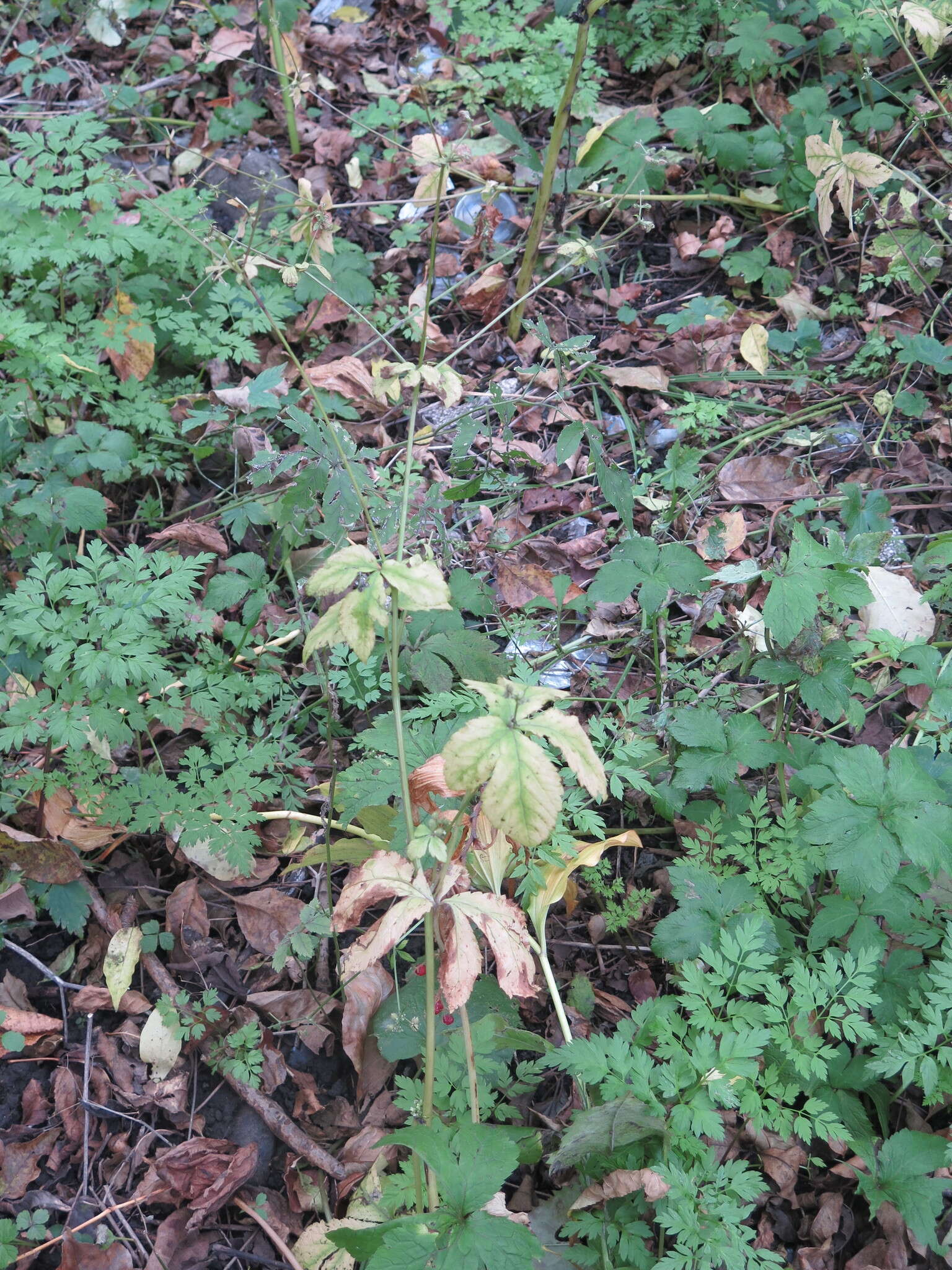 Imagem de Sanicula chinensis Bunge