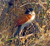 Plancia ëd Centropus senegalensis (Linnaeus 1766)