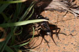 Image de Teleogryllus (Teleogryllus) commodus (Walker & F. 1869)