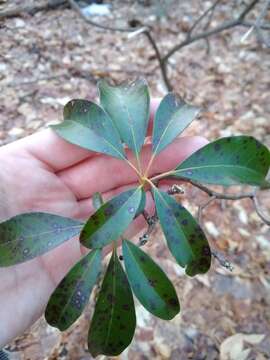 Mycosphaerella colorata (Peck) Earle 1901的圖片