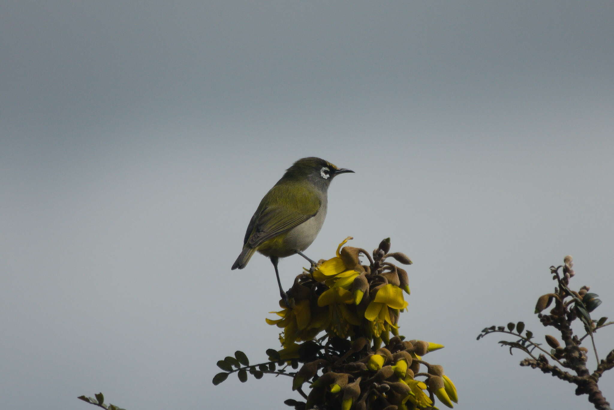 Zosterops olivaceus (Linnaeus 1766) resmi