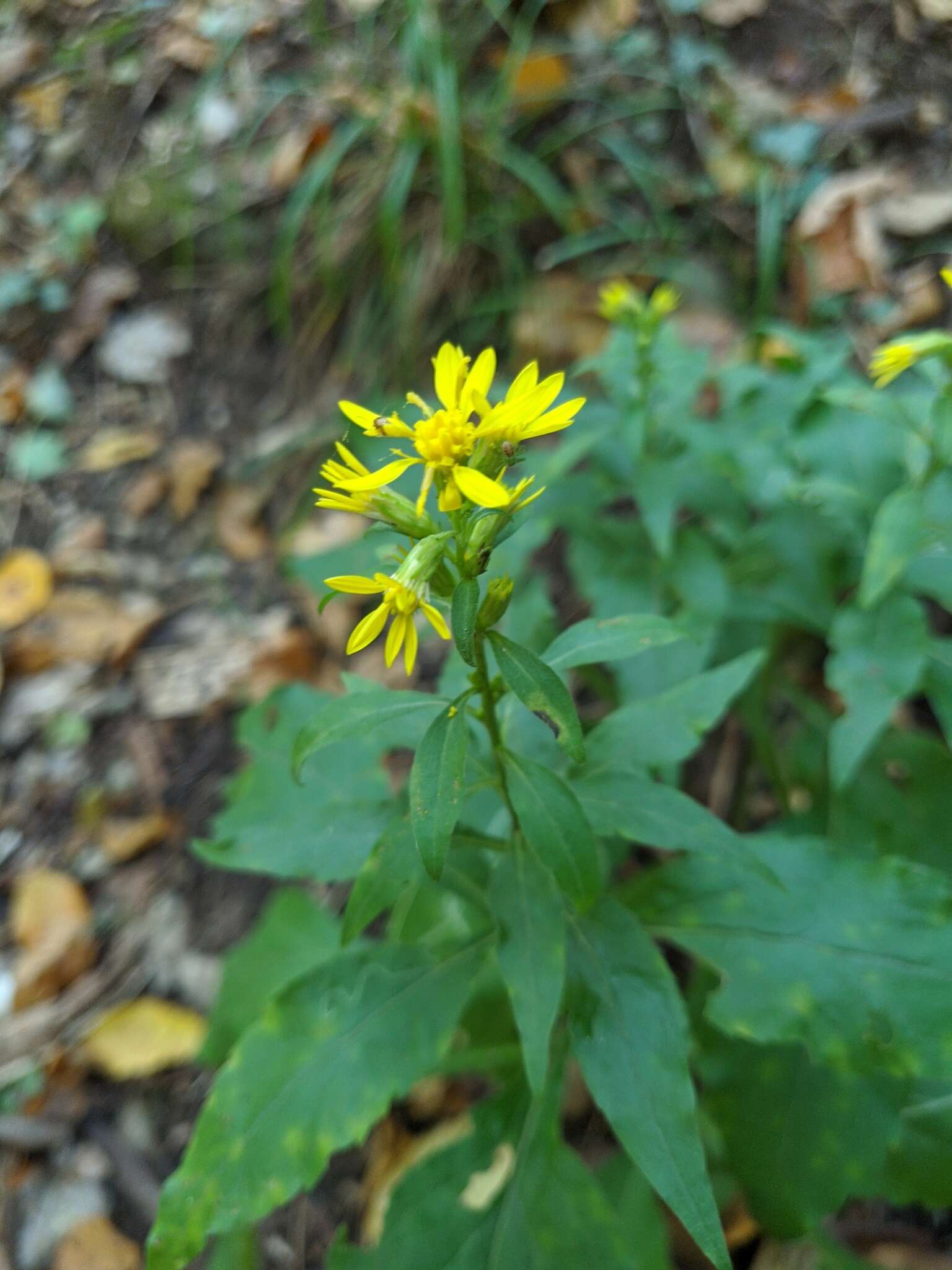 Plancia ëd Solidago virgaurea subsp. taurica (Juz.) Tzvel.