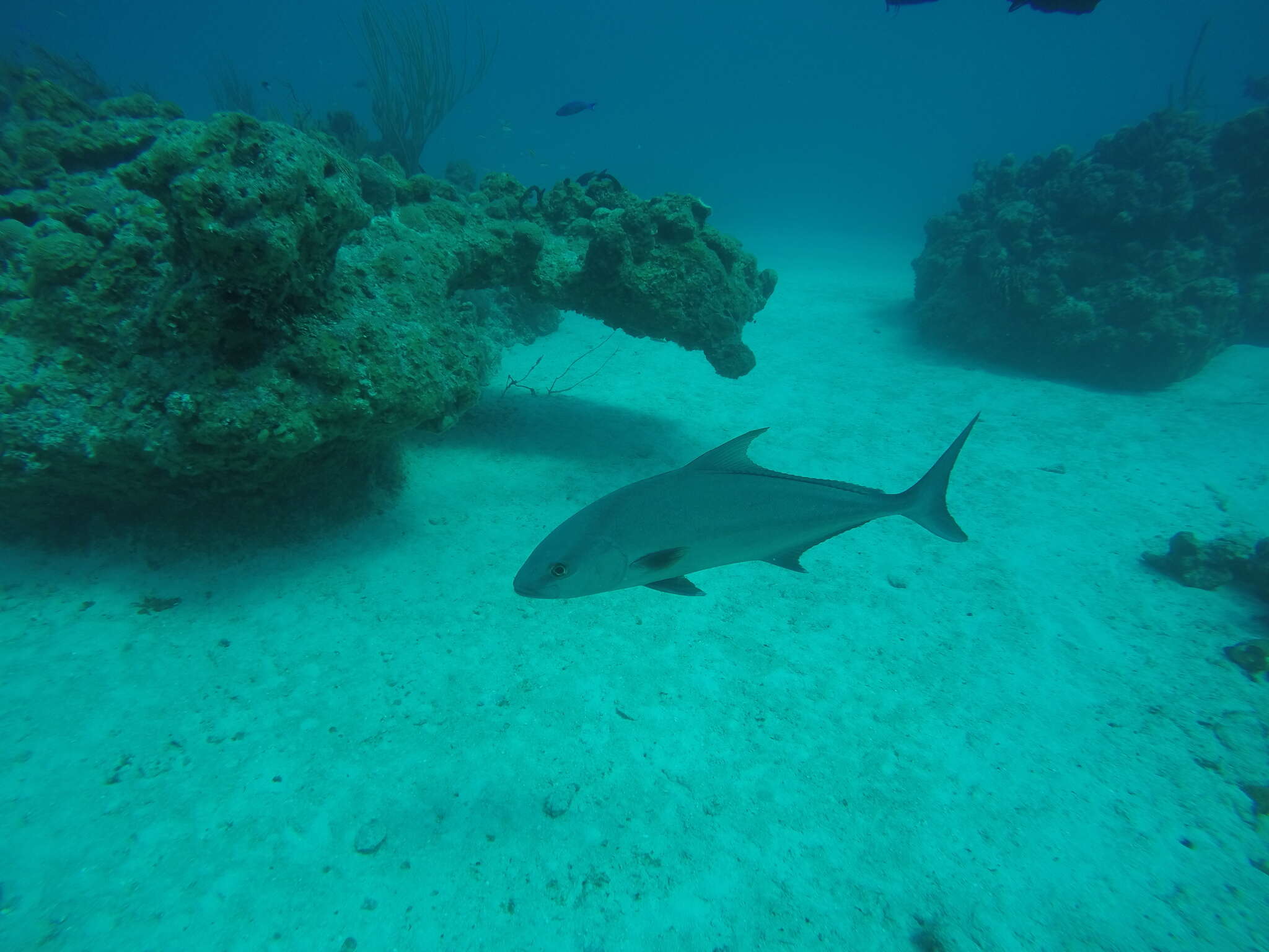 Image of Almaco Amberjack