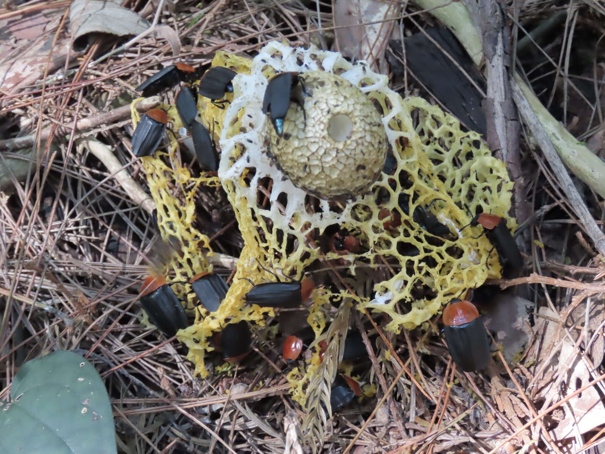 Necrophila (Calosilpha) cyaneocephala (Portevin 1914) resmi