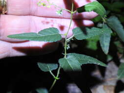 صورة Tragia urticifolia Michx.