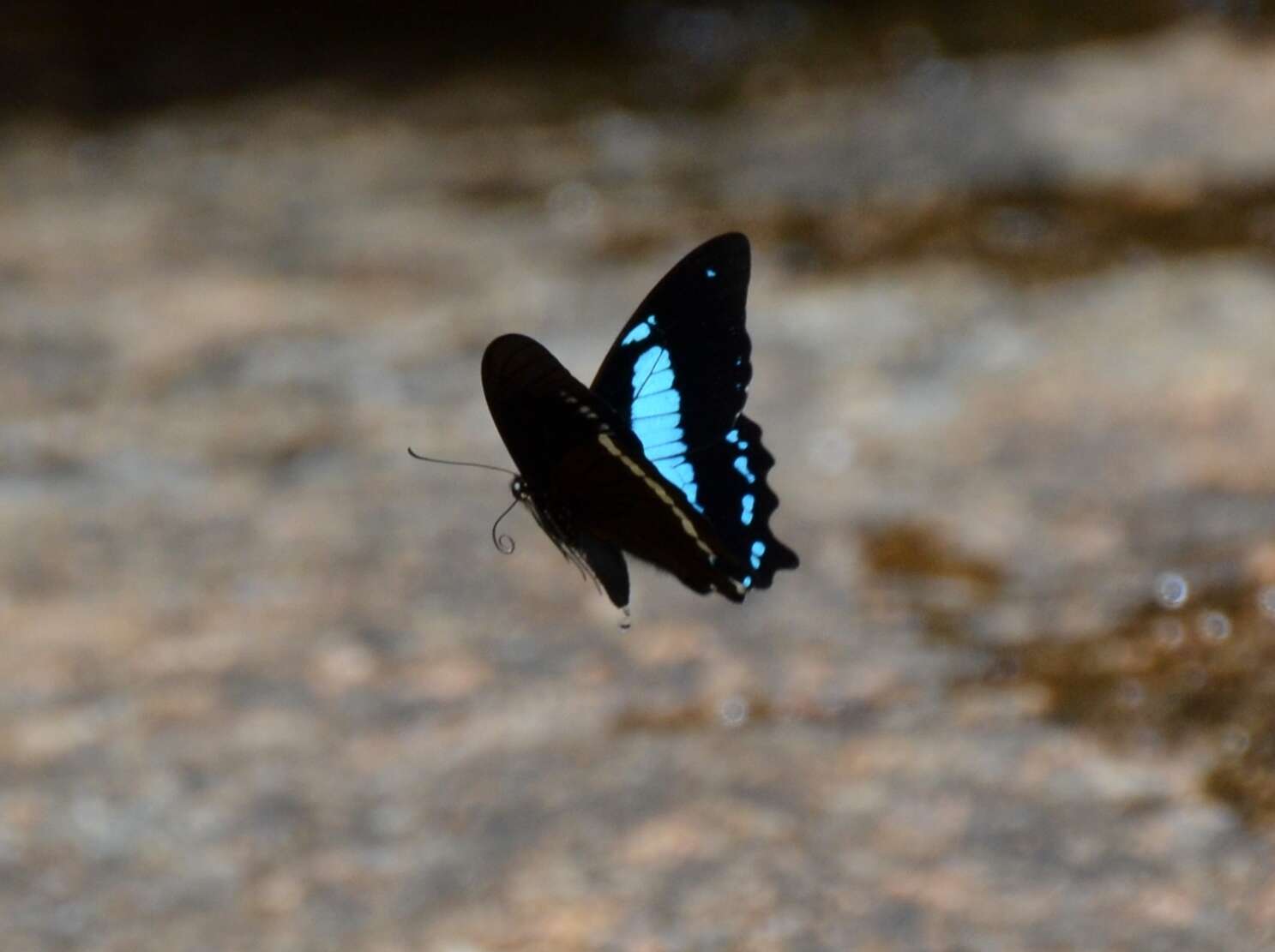 Papilio thuraui Karsch 1900的圖片