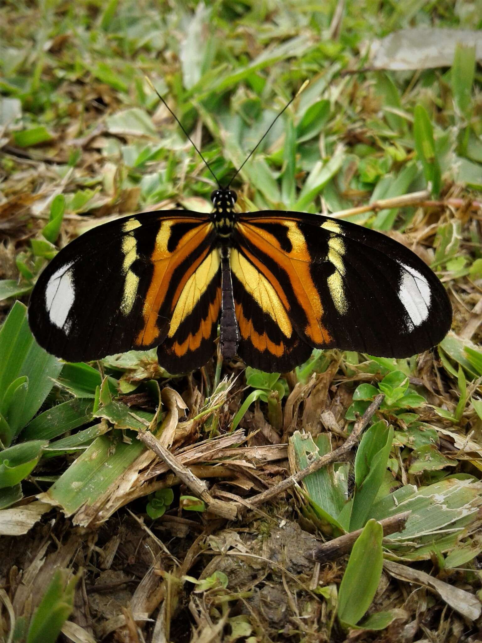 Image of Heliconius ethilla Latreille & Godart 1819