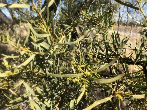 Acacia victoriae Benth. resmi