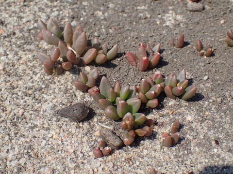 Image of Delosperma subpetiolatum L. Bol.