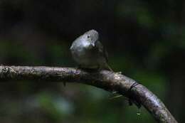 Image of Grey-eyed Bulbul