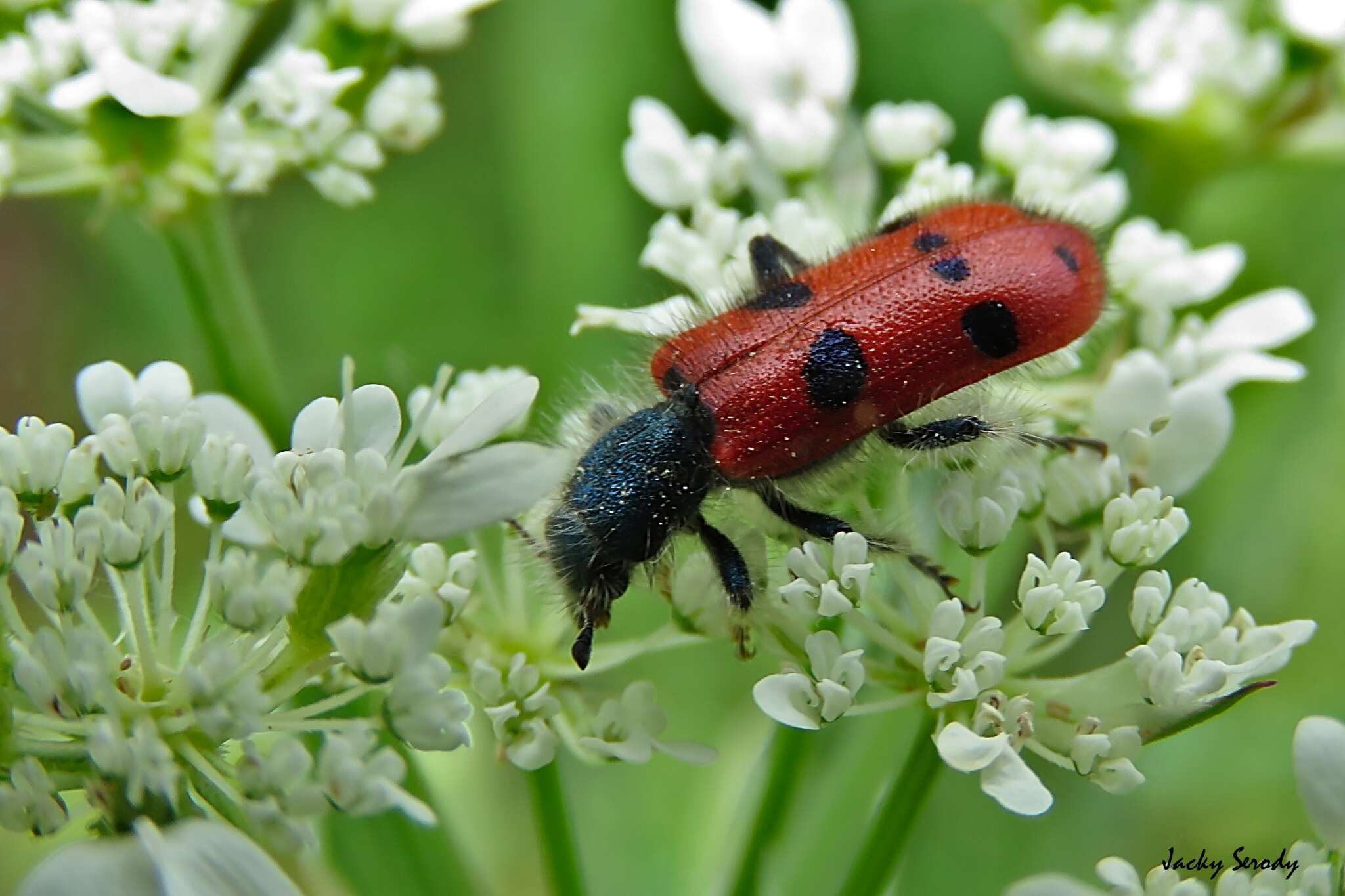 Image of <i>Trichodes octopunctatus</i>