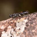 Image of Guiglia schauinslandi (Ashmead 1903)