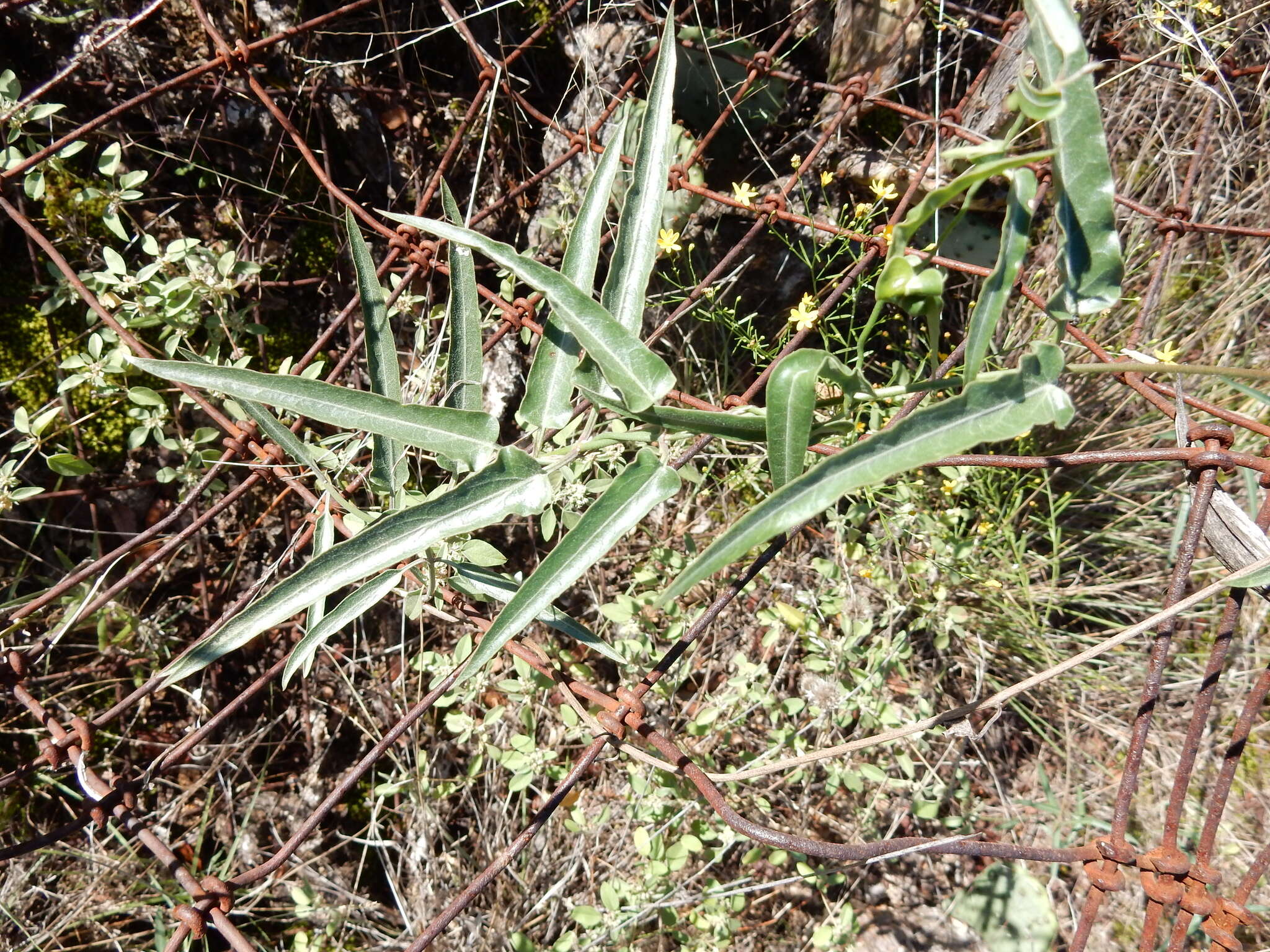 Image of wavyleaf twinevine