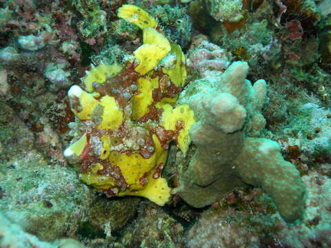 Image of Wartskin anglerfish