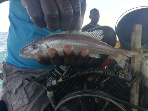 Image of Tigerfish