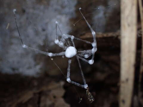 Image of Engyodontium aranearum (Cavara) W. Gams, de Hoog, Samson & H. C. Evans 1984