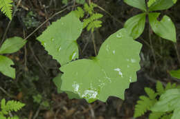 Image of Parasenecio auriculata (DC.) J. R. Grant