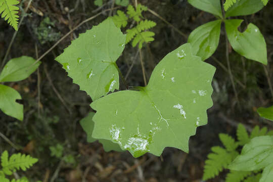 Image of Parasenecio auriculata (DC.) J. R. Grant