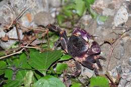 Image of Geograpsus grayi (H. Milne Edwards 1853)