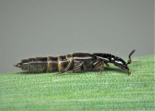 Image of Rove beetle