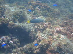 Image of Dotted Wrasse