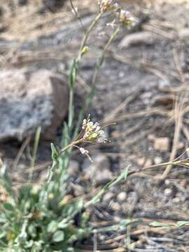 Image of Fendler's rockcress