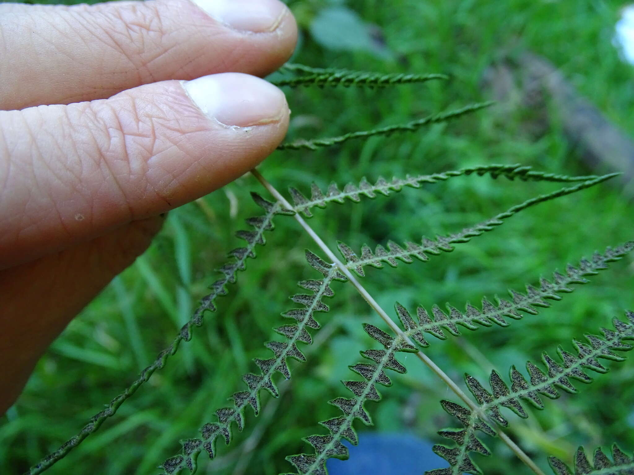 沼泽蕨的圖片