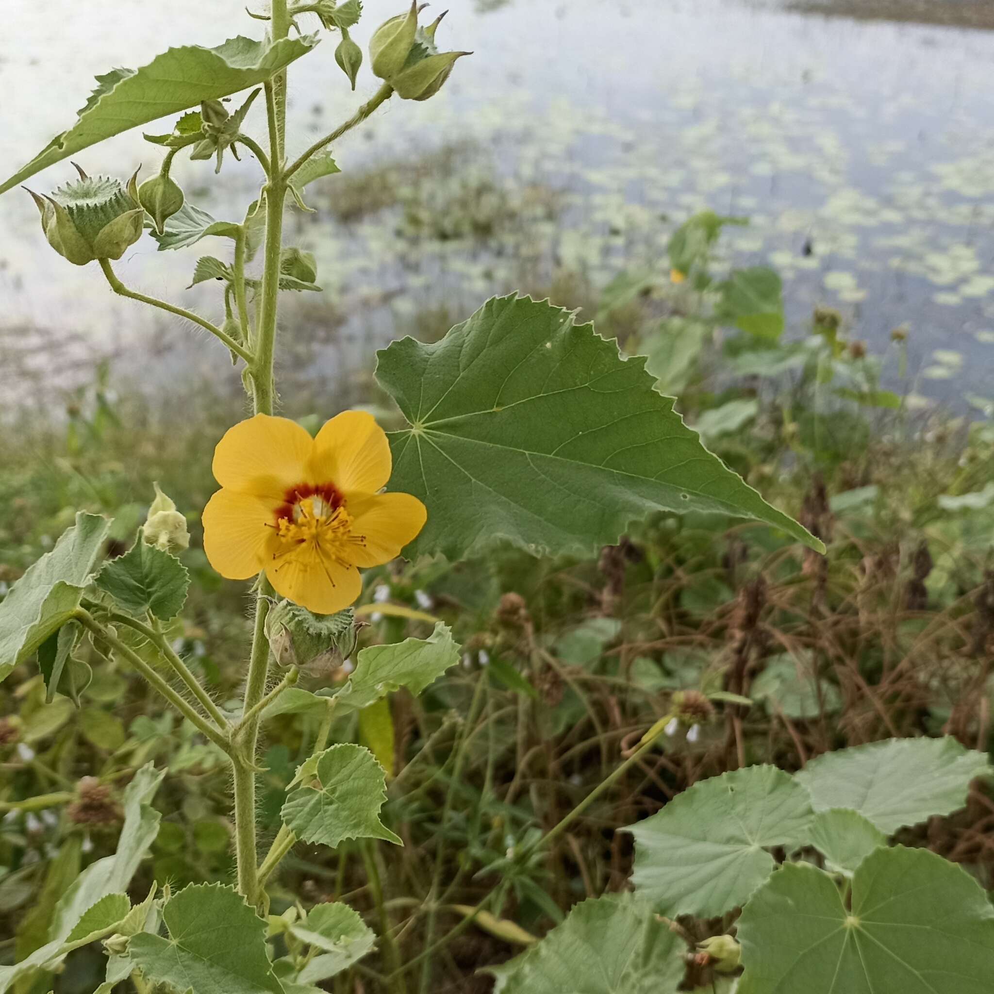 Image of Florida Keys Indian mallow