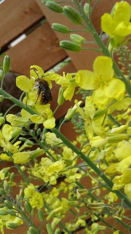 Imagem de Anthidium manicatum (Linnaeus 1758)