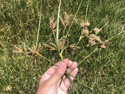 Image of tuberous bulrush