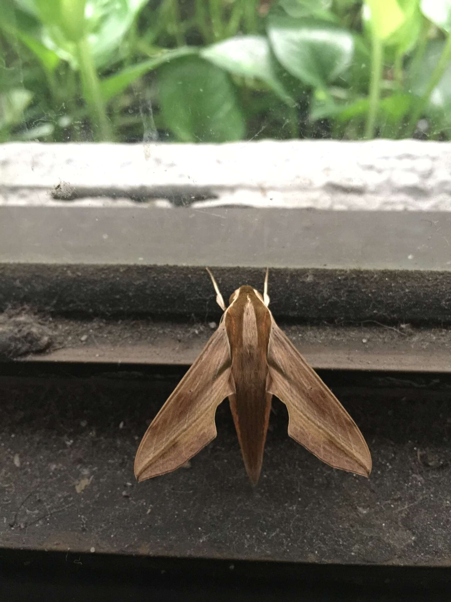 Image of Vine hawk moth