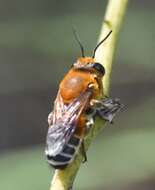 Image of Wooly Wall Bee