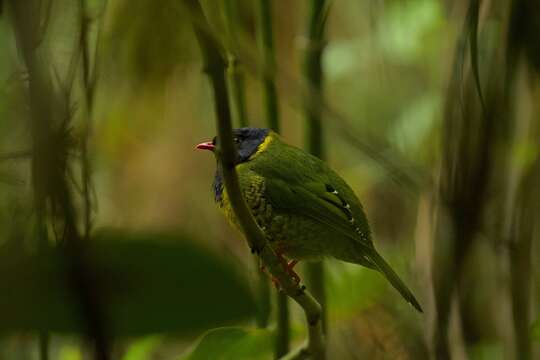 Image of Band-tailed Fruiteater