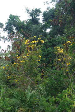 Image of Golden trumpet tree