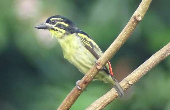 Image of Red-rumped Tinkerbird