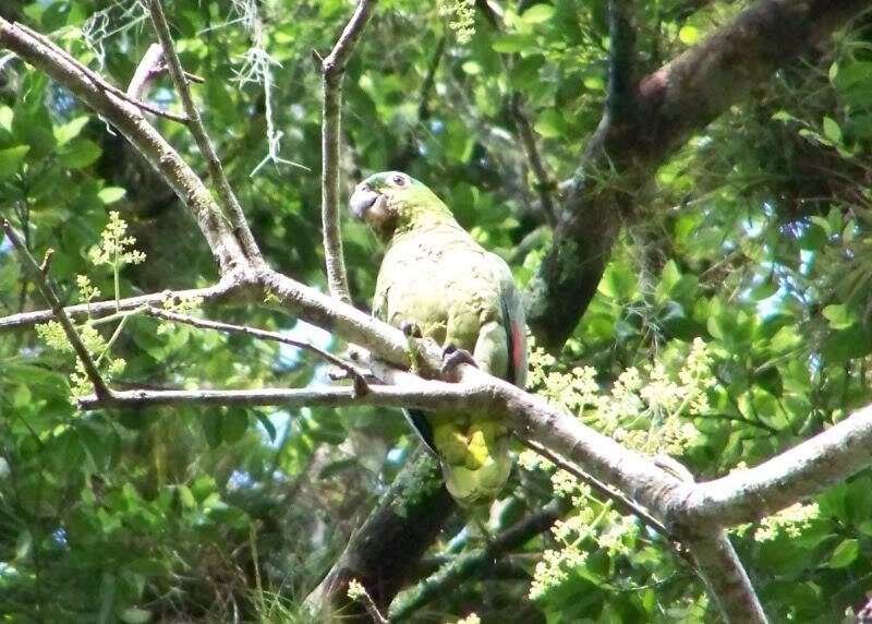 Image of Southern Mealy Amazon