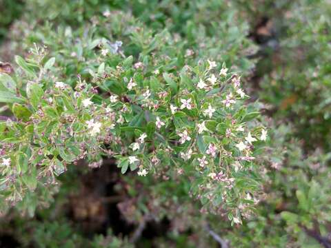 Image of Santa Clemente Island bedstraw